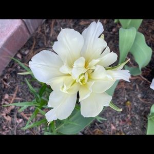 Meet your Posher, Orisa